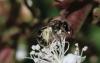 Lasioglossum sp.